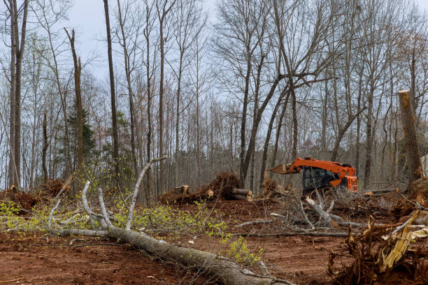 Best Utility Line Clearance  in Marin City, CA