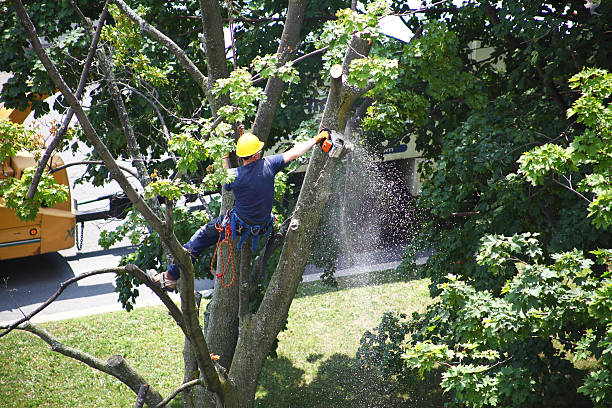 Marin City, CA Tree Removal Services Company