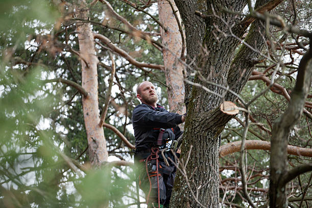 How Our Tree Care Process Works  in  Marin City, CA