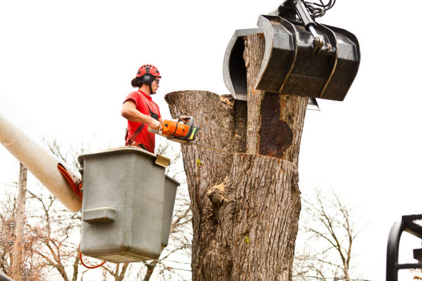 Best Tree Preservation Services  in Marin City, CA